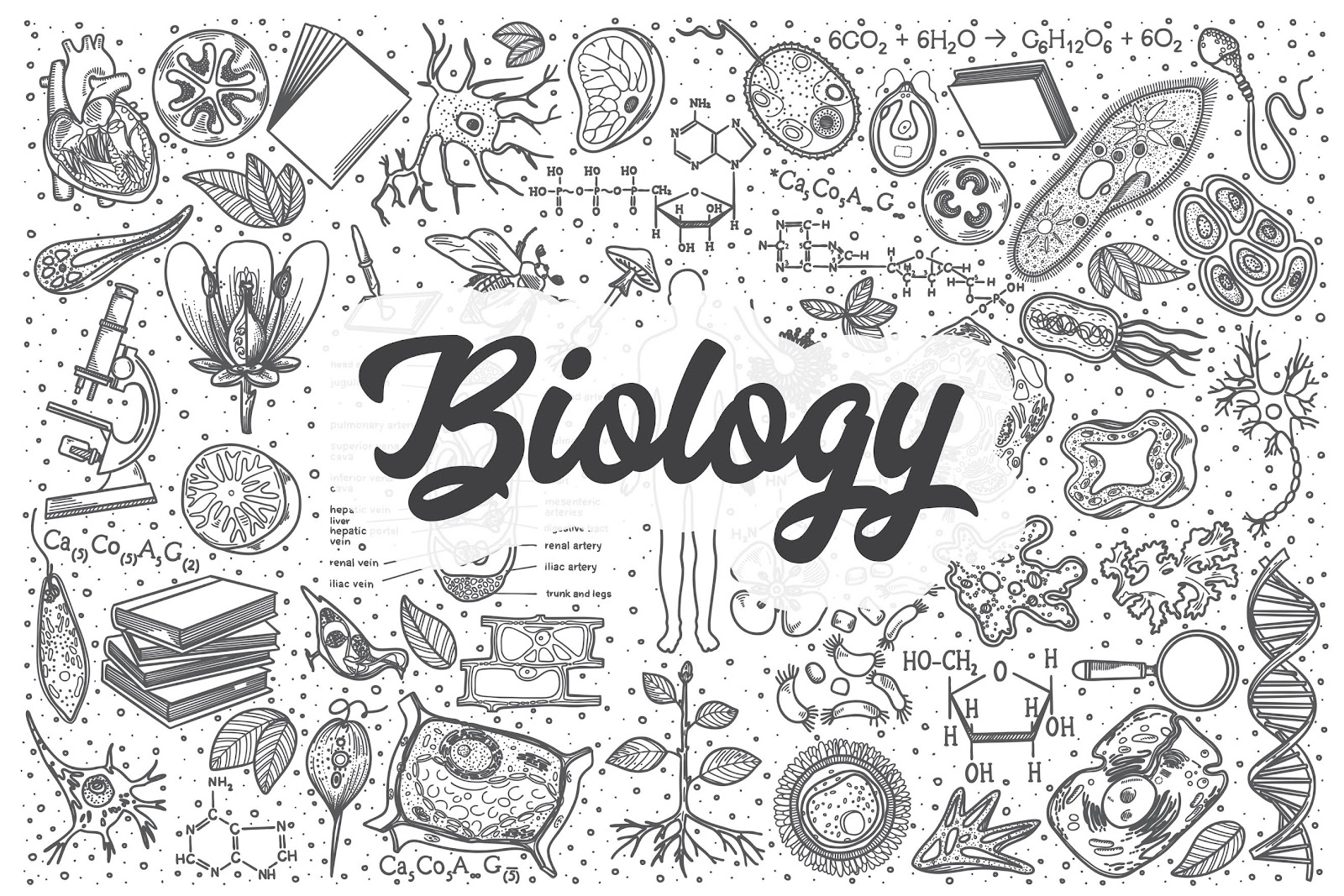 Обложка для тетради по биологии